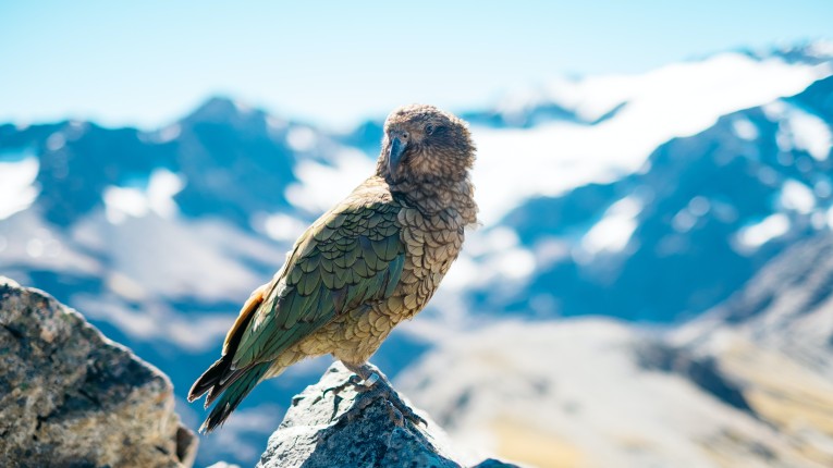 Arthurs Pass & Castle Hill Tour