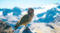 Arthurs Pass & Castle Hill Tour