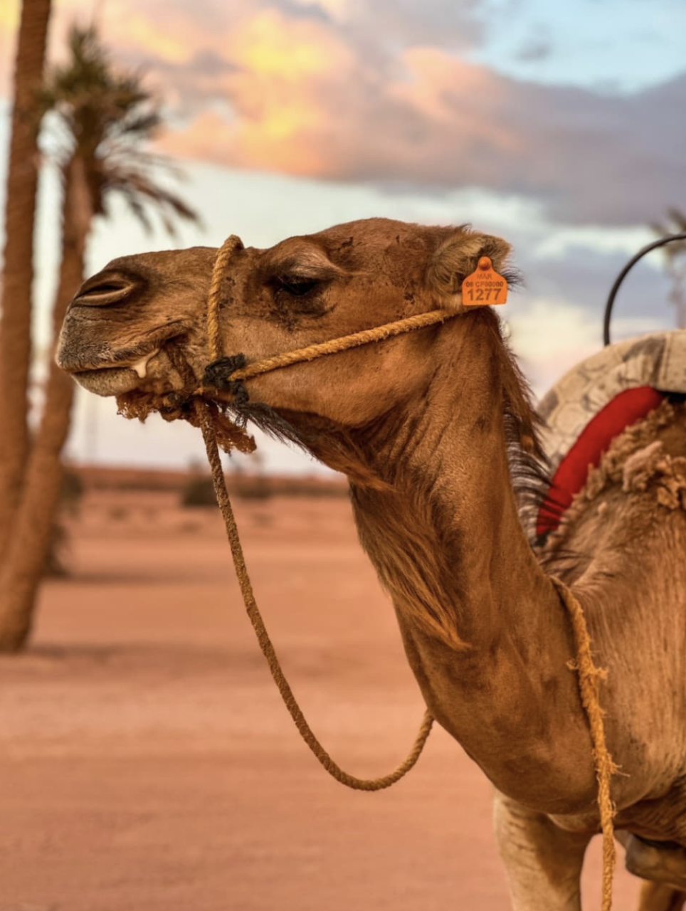1-Hour Camel Ride Experience in Marrakech