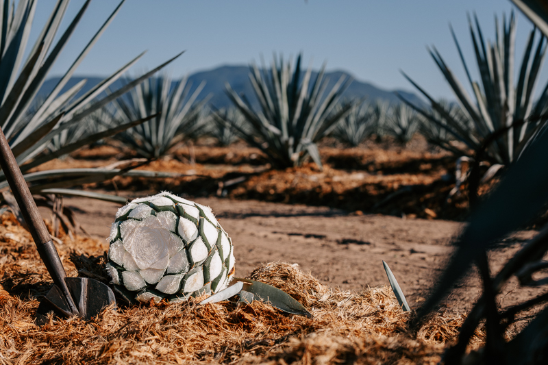 Agave Farm Tour