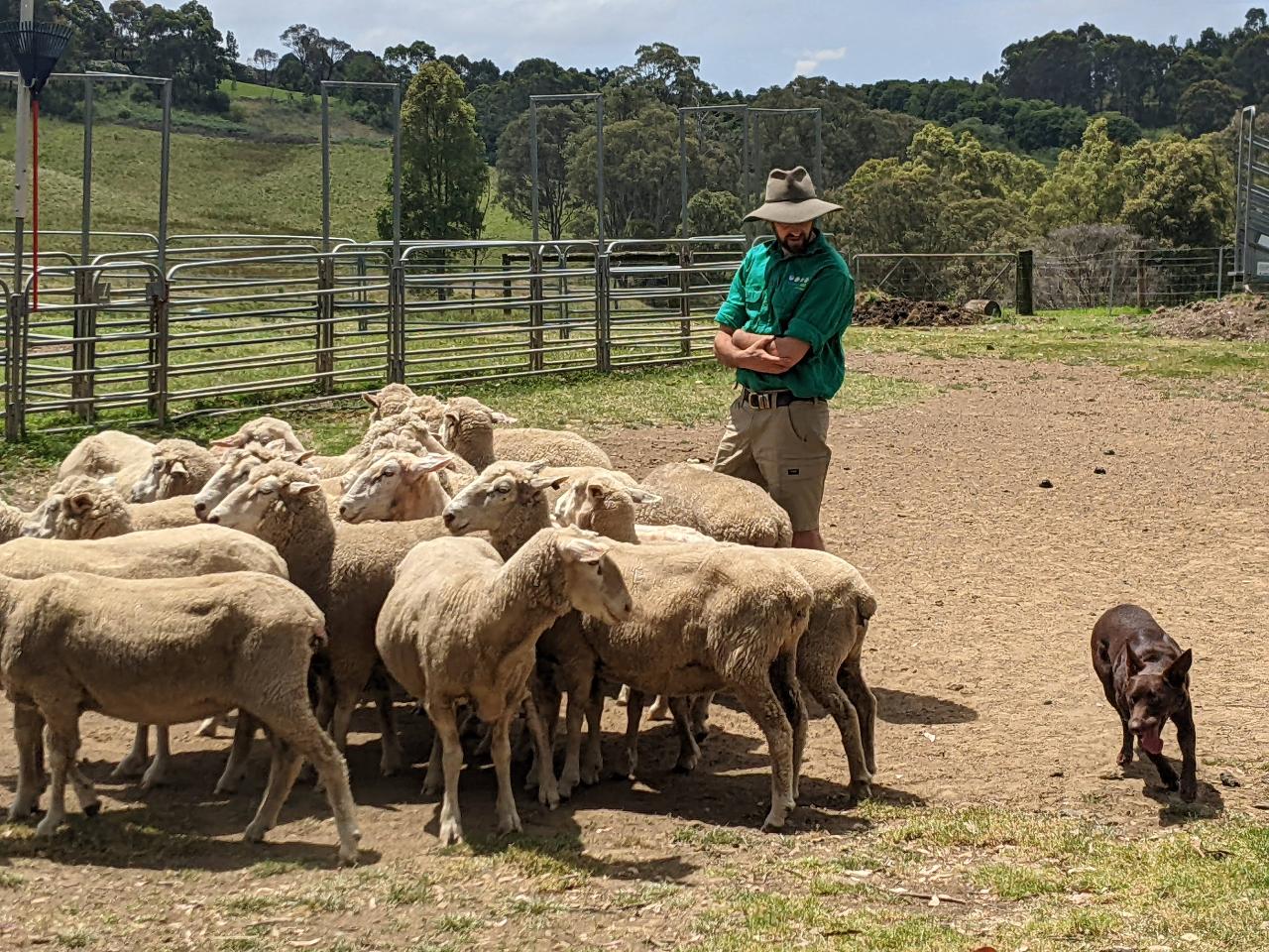 Sydney Sheep Farm and Dog Show
