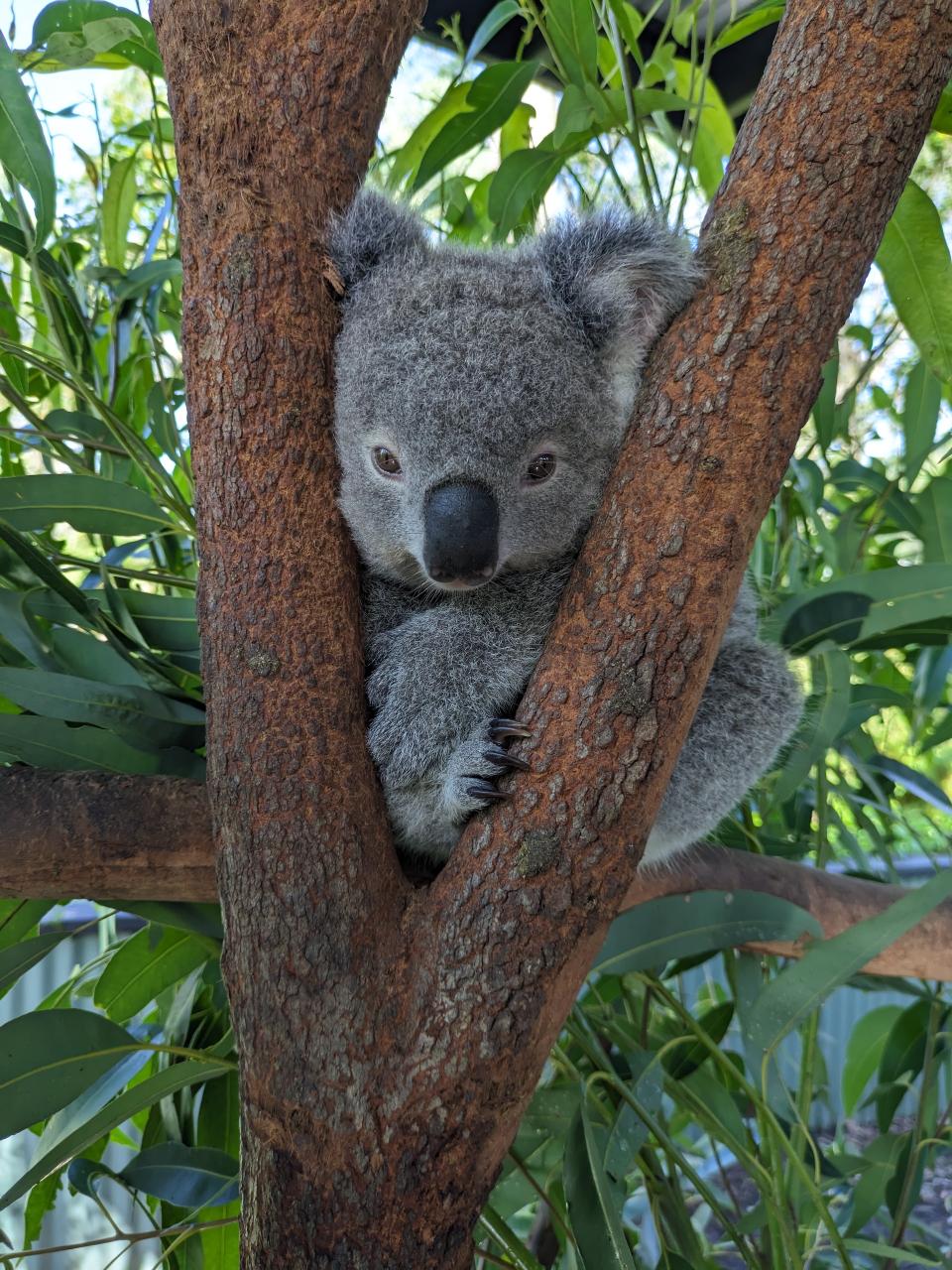 Koala and Kangaroo Encounter, Waterfalls with Scenic Train Journey