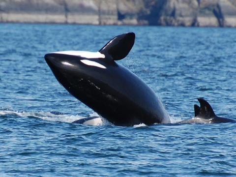 Whale Watching - ROSARIO RESORT