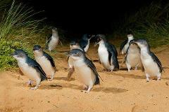 Phillip Island: Penguins & Peninsula Flavours (1–5 Pax)