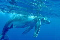 Whale Watching Tour (July–November)