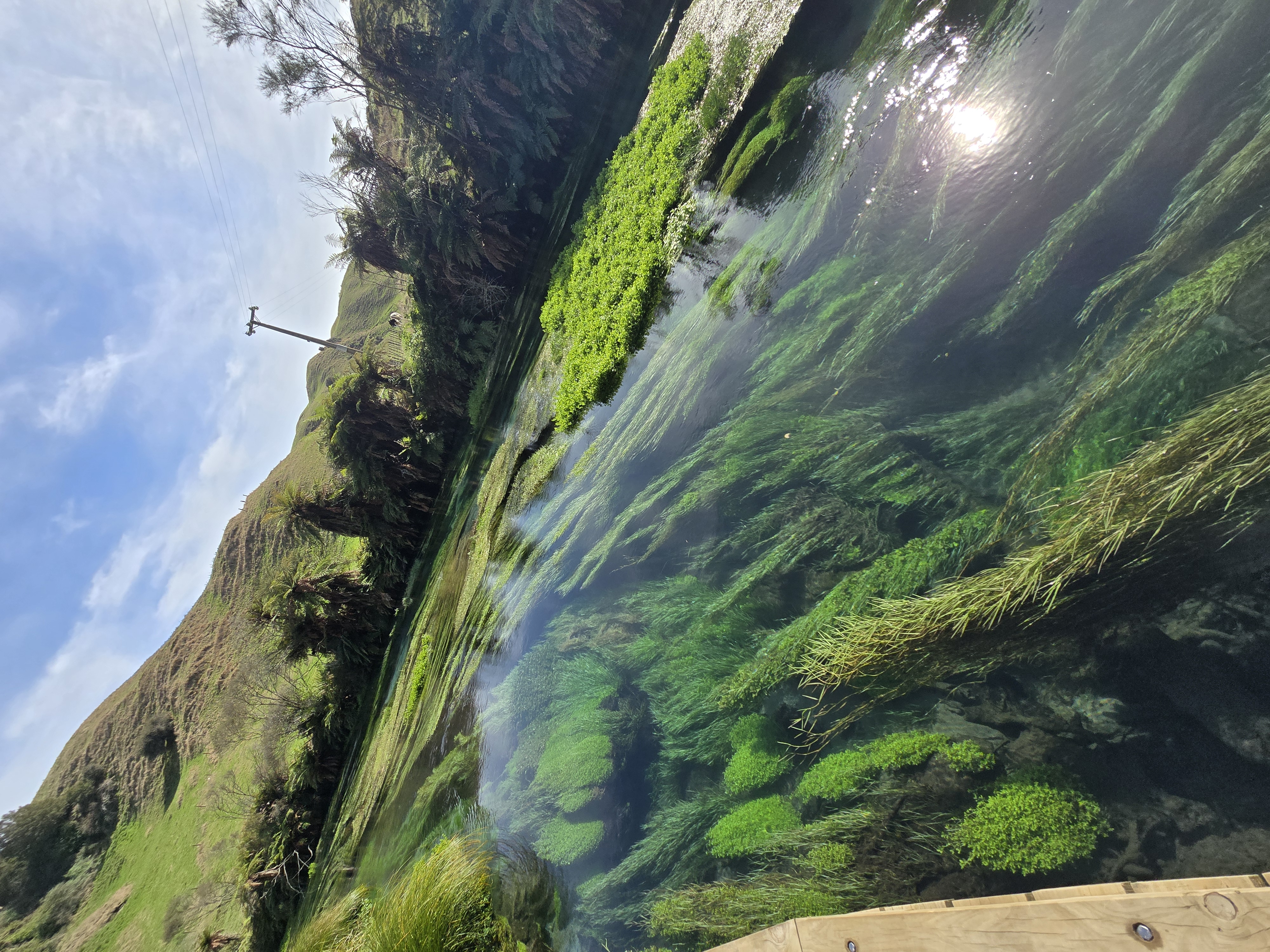 Rotorua to Putaruru Blue Spring Private Tesla Round Trip Tour