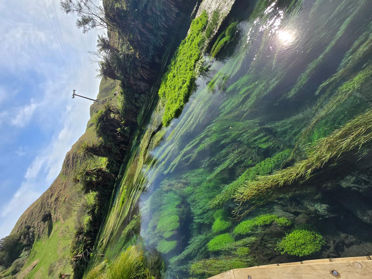 Rotorua to Putaruru Blue Spring private Tesla round trip tour
