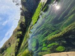 Rotorua to Putaruru Blue Spring private Tesla round trip tour