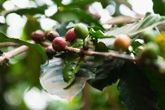 Coffee Farm Tour with Lunch