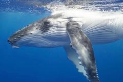 4 Hour Swim with Whales - Small Groups, Photography Included