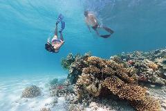 A Cook Islands Turtle Tour - small groups, premium experience