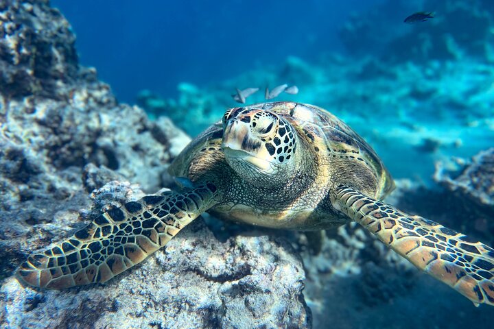 Swim with Turtles