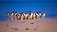 PRIVATE PHILLIP ISLAND DAY TOUR