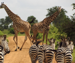 2-Day Tarangire & Ngorongoro Crater Joining Group Safari