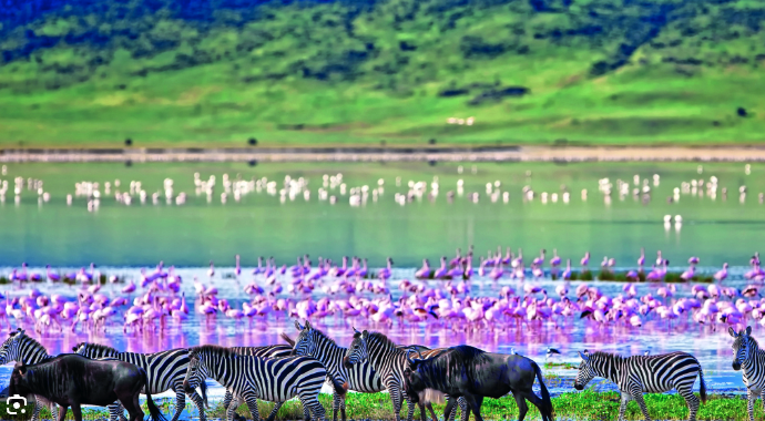 Ngorongoro Crater Day Trip