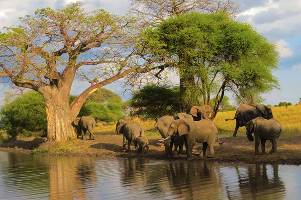Tarangire National Park Day Trip