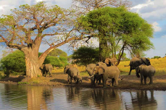 Tarangire National Park Day Trip