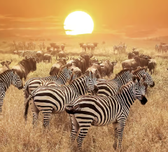 3-Day Serengeti & Ngorongoro Joining Group Safari
