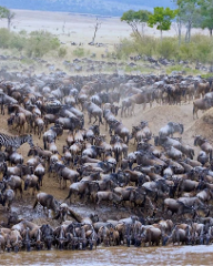 4-Day Tarangire, Serengeti & Ngorongoro Joining Group Safari