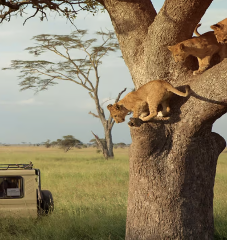 5-Day Tarangire, Serengeti, Ngorongoro & Lake Eyasi Joining Group Safari