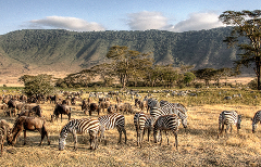 5-Day Tarangire, Serengeti, Ngorongoro & Olduvai Gorge Joining Group Safari