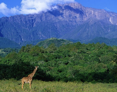 Discover Arusha — City Tour (Half or Full Day)