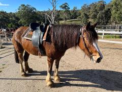 Trail ride (for 12+ years old, including ADULT)