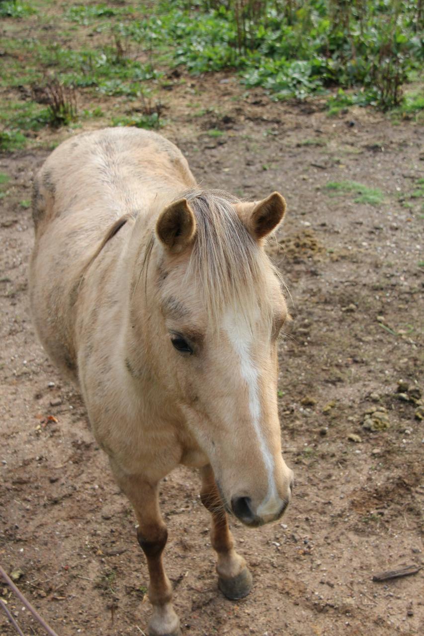 Trail ride (for 8 - 11 years old)