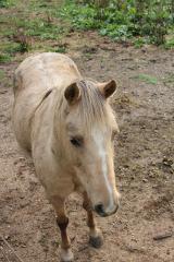 Trail ride (for 8 - 11 years old)