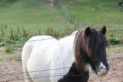 Longer Pony Lead