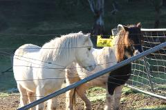 Pony Lead