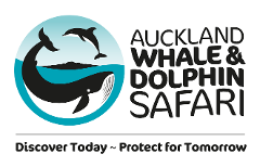 Auckland Whale & Dolphin Safari + Auckland Explorer Bus COMBO