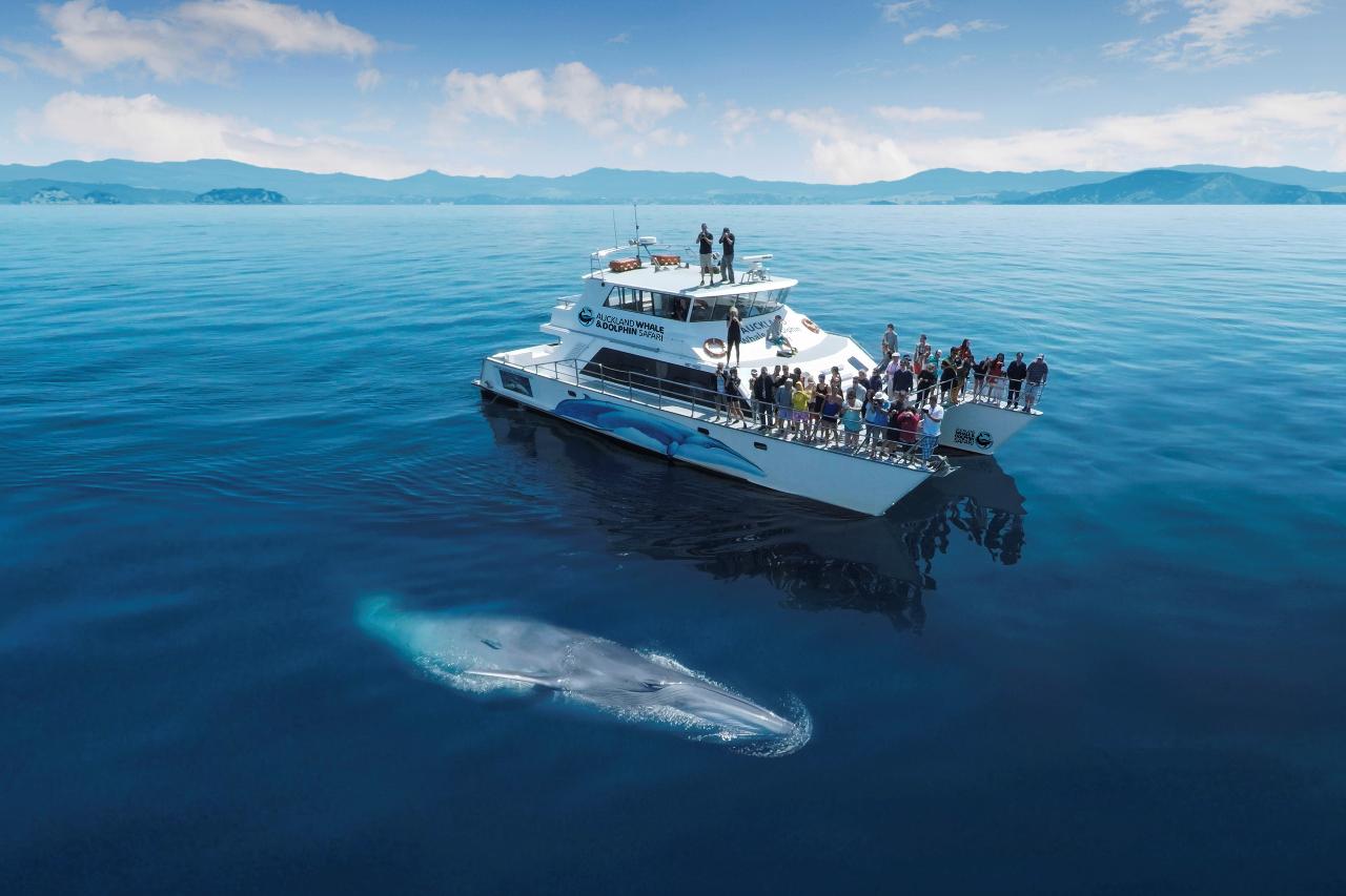 Whale & Dolphin Watching Conservation Experience - Private Charter