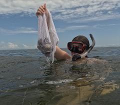 Crystal River Scalloping