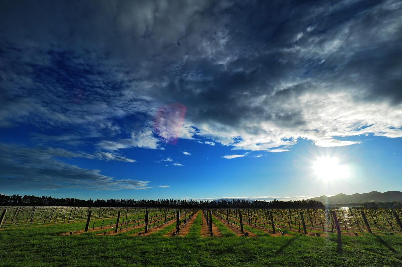Scotty B Tours: Waipara Wine Tastings (Private Tour) — Waipara Valley - Photo 2