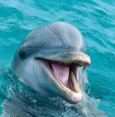 Roatan 2 Stop Snorkeling, Dolphin Sighting, Island and Beach Tour