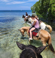 Roatan Horseback Ride, Island Tour and Brewery Tasting