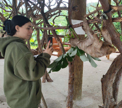 Roatan Sloth Sanctuary Visit Zipline Canopy and Island Tour