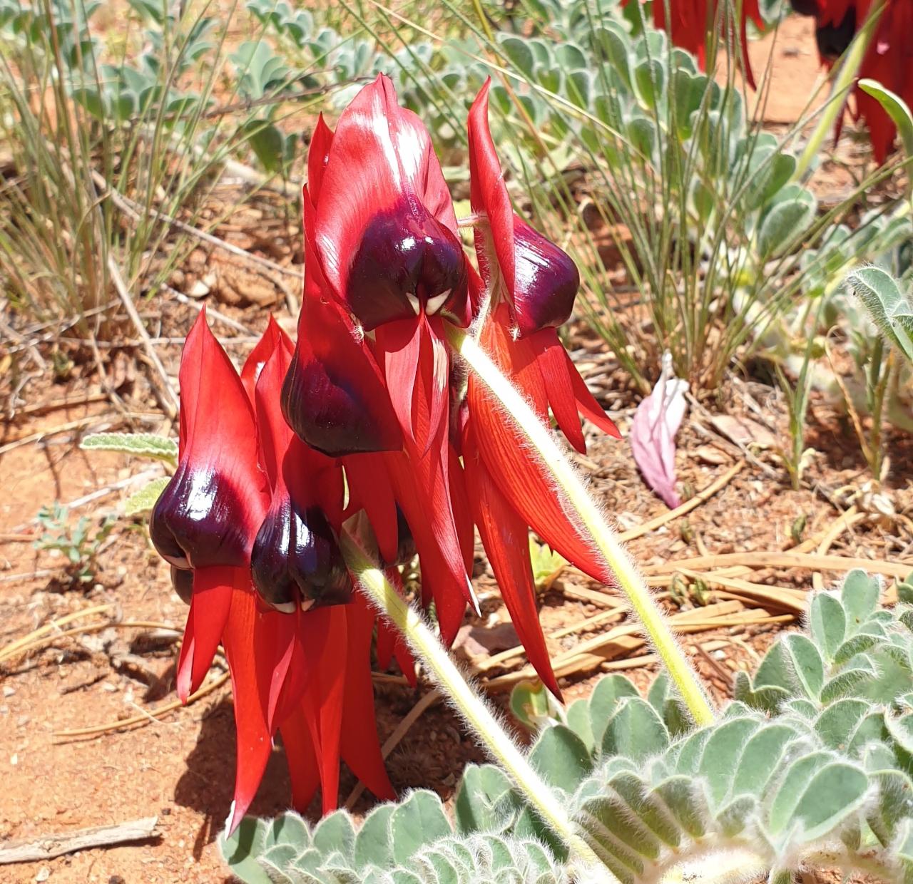Sturt Wildflower Trail