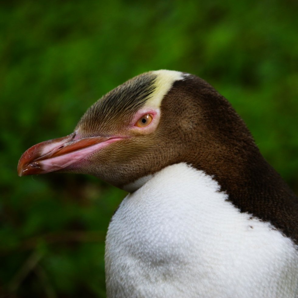 Peninsula Wildlife Tour