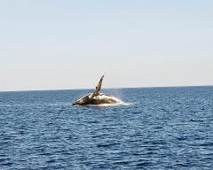 Whale Watching Cruise