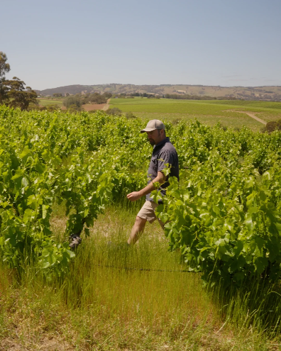 Behind the Bottle - The Vineyards Experience 