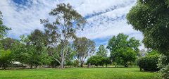 Croquet & Orchard Picnic at Tahbilk