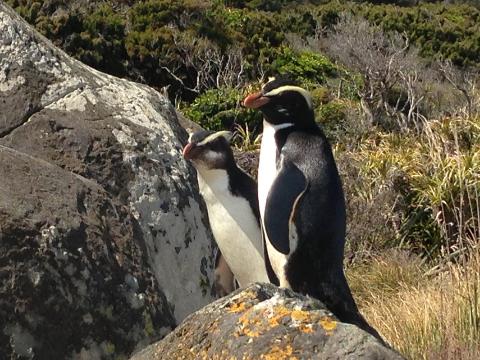 Walking with Penguins