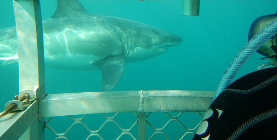 Shark Cage Dive Adult - Experienced Diver