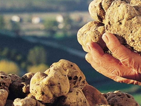 Private Truffle Hunt with Lunch & Wine Experience in Tuscany  