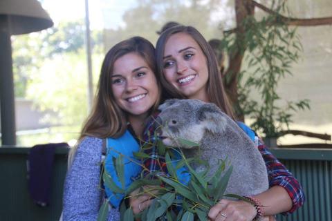 Hold a Koala Tour - Including Serpentine Falls (Cuddle a Koala)