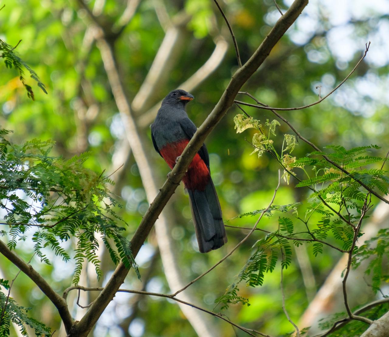 BIRD WATCHING AT BOCAWINA RAINFOREST NATIONAL PARK - 2HRS