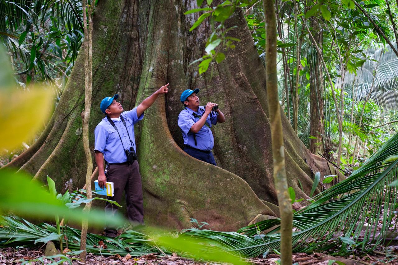 BIRD WATCHING AT BOCAWINA RAINFOREST NATIONAL PARK - 1/2 DAY