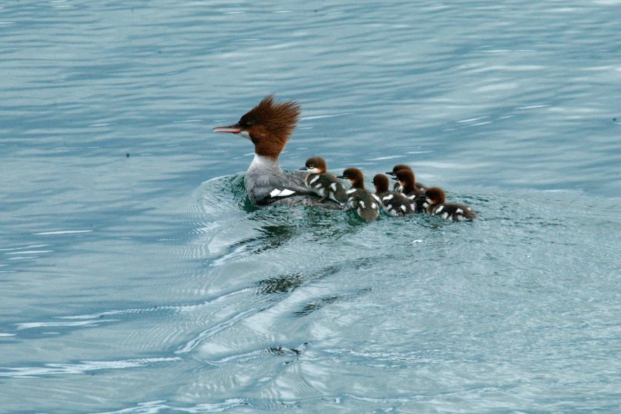 Private Group - Ucluelet Harbour Kayaking Tour